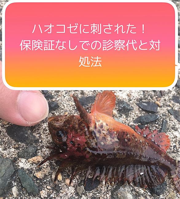 ハオコゼとは 動植物の人気 最新記事を集めました はてな ハオコゼとは 動植物の人気 最新記事を集めました はてな
