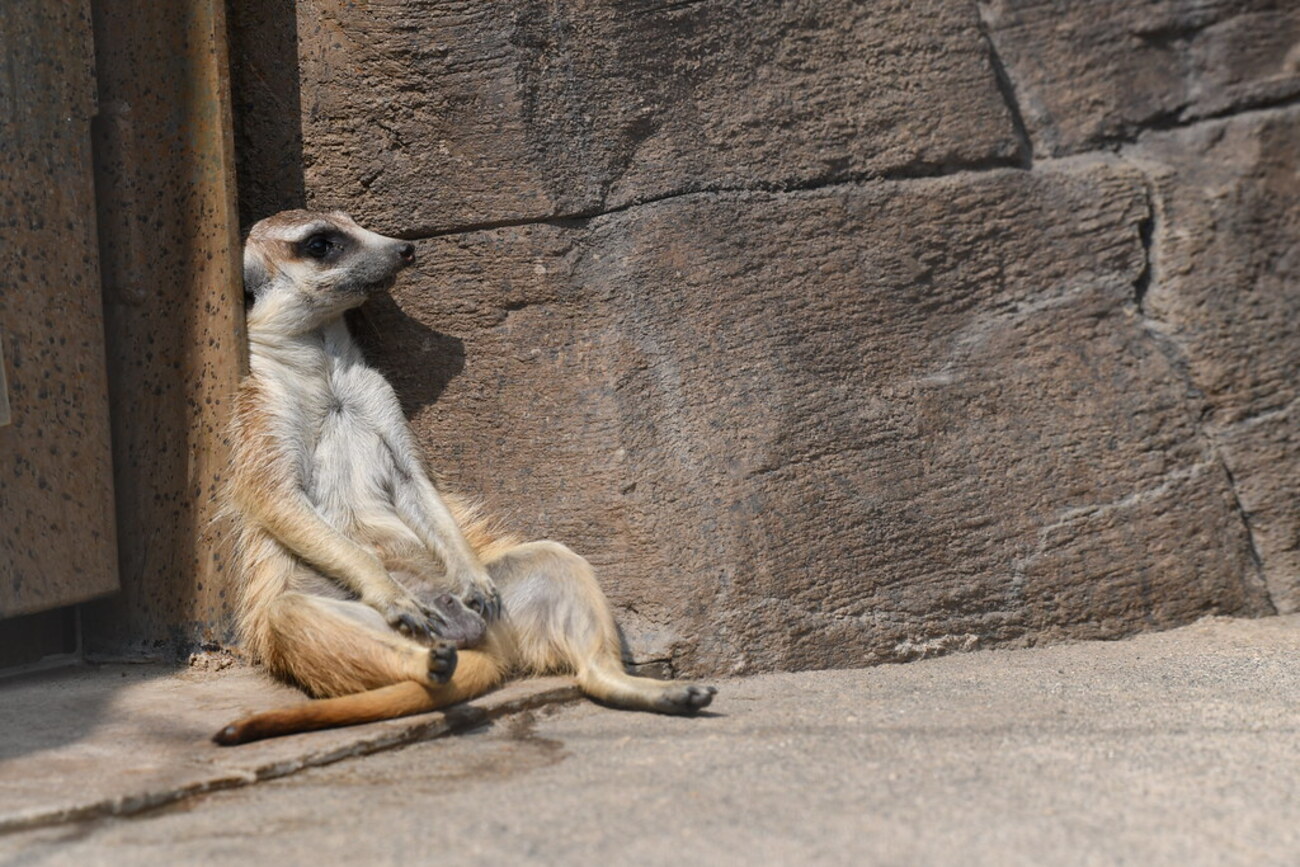 ミーアキャット　4枚 ミーアキャット｣ボツワナ - Bing Gallery · Peapix