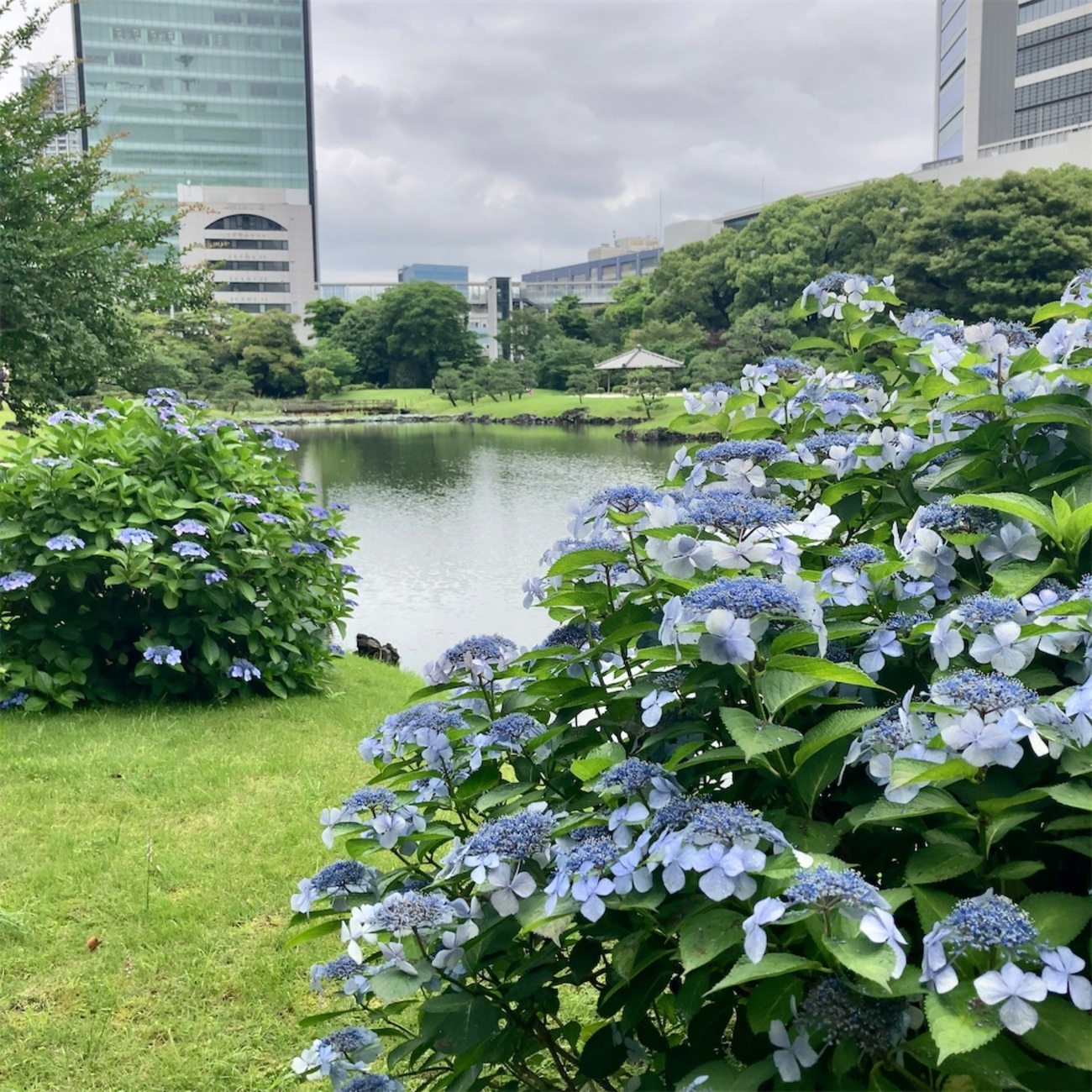雨の旧芝離宮恩賜庭園で紫陽花散歩 - 平日腰掛けOLのメモ帳
