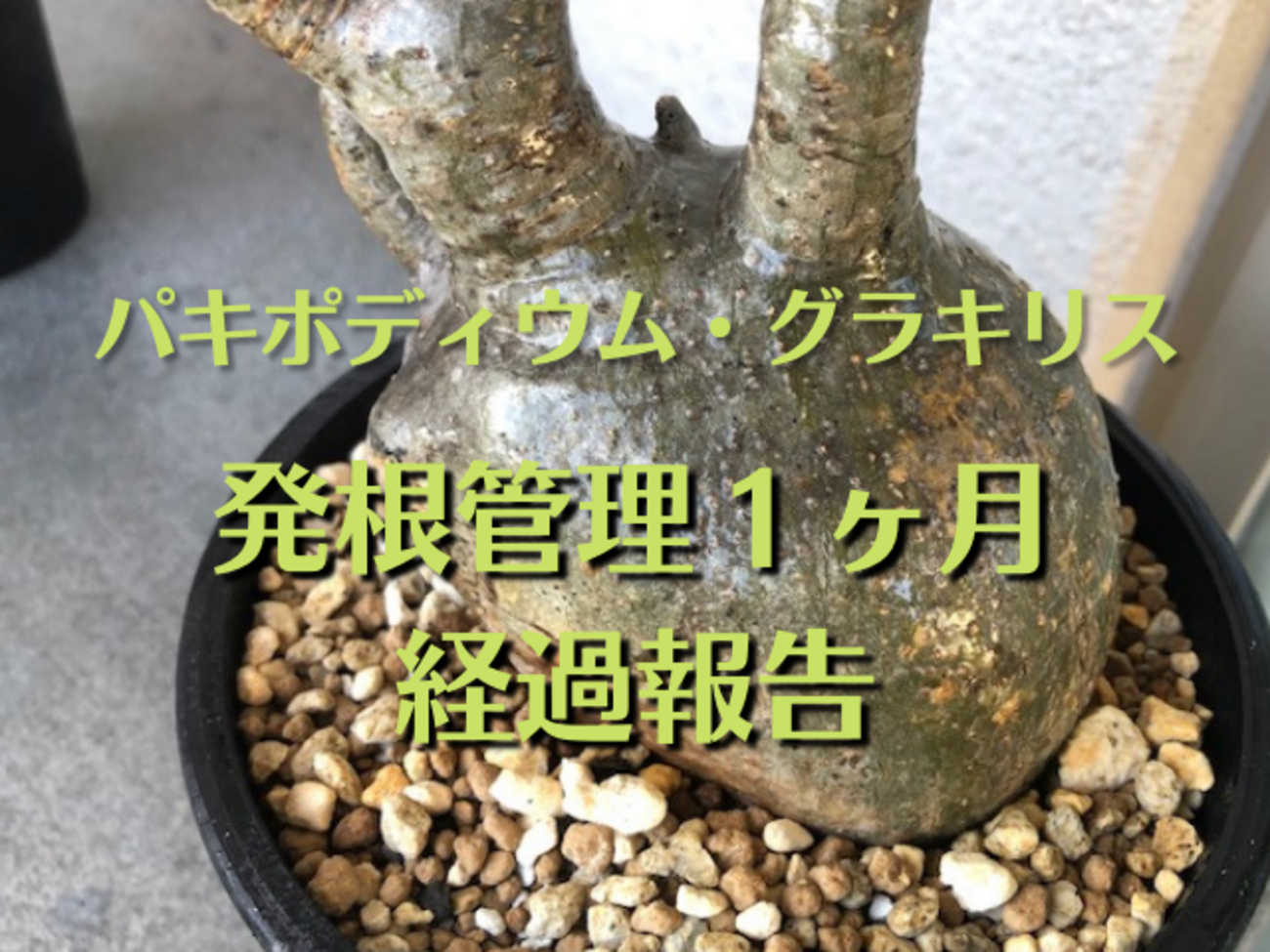backend=imagemagick;version=1; 