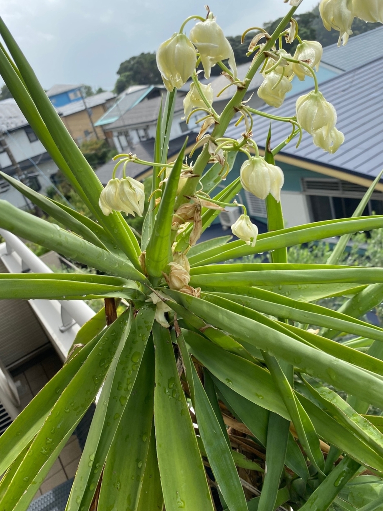 ユッカ（青年の木）】鉢植えして屋外（バルコニー）で放置管理～4年間 