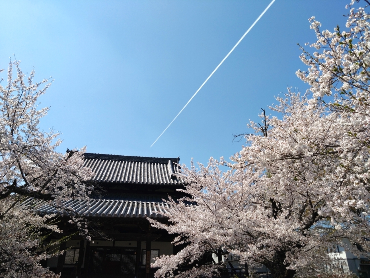 【2026年おすすめ】今が見頃！立本寺の桜｜穴場で楽しむ春と幽霊子育て飴 - kyotostory🌸