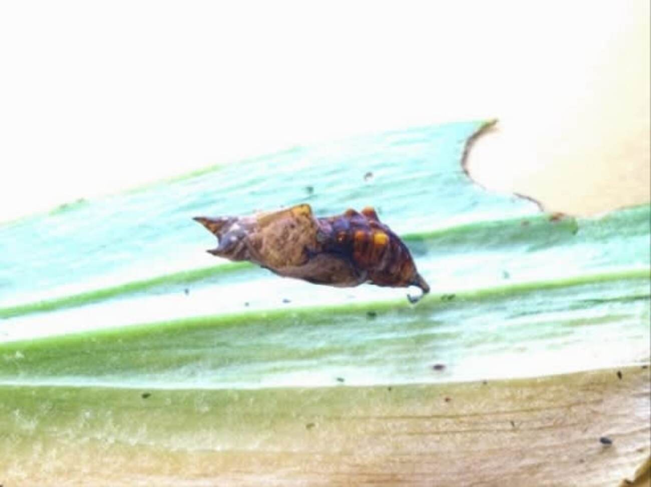 【異常】中身が透けた「ルリタテハ蛹」 - YUの昆虫観察