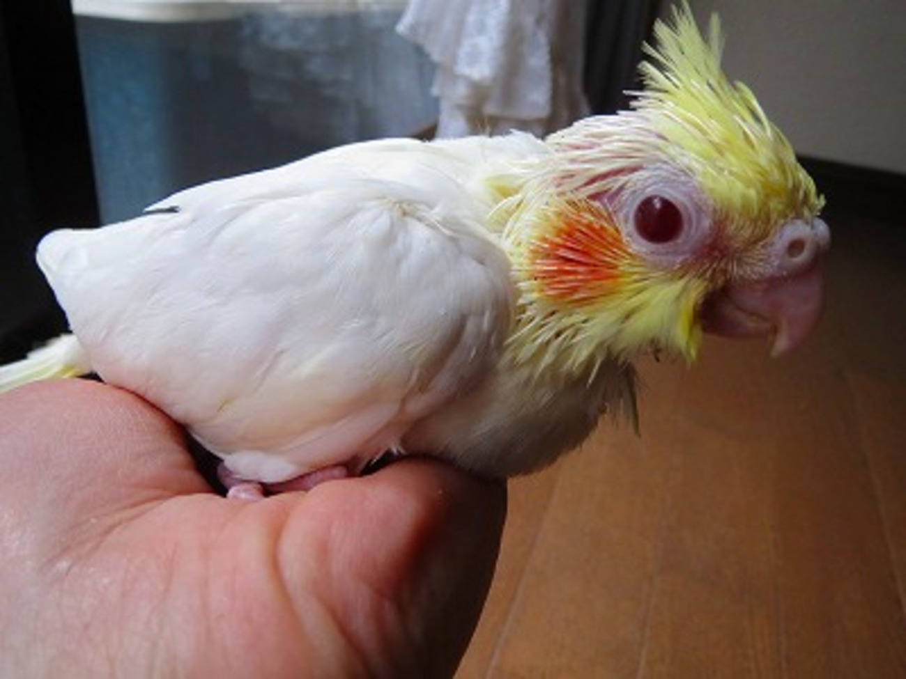 オカメインコ、ルチノータイプの身体の特徴 - 日々の生活に彩りを