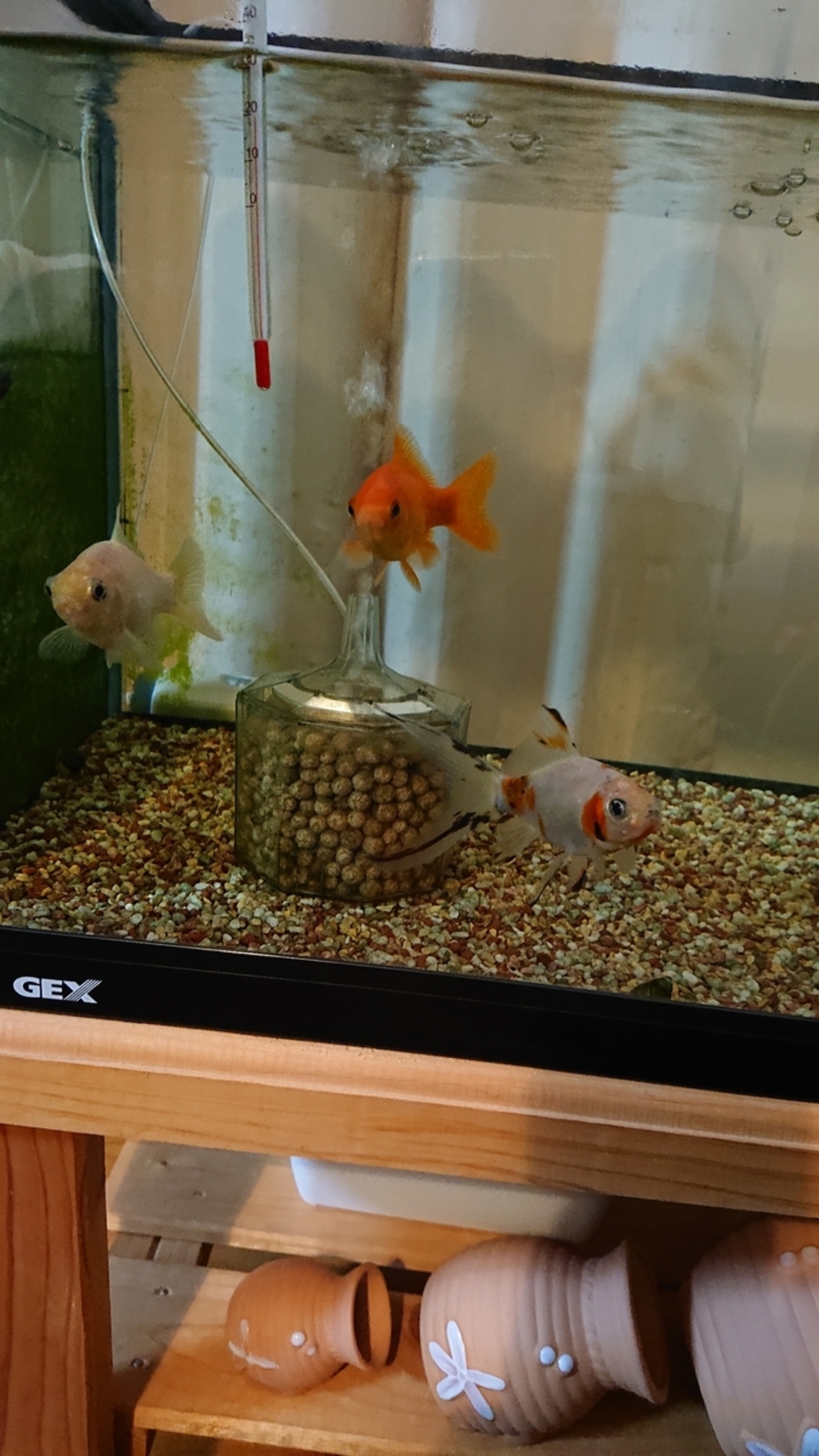 お仕置き部屋へ行く金魚 - すくい金魚