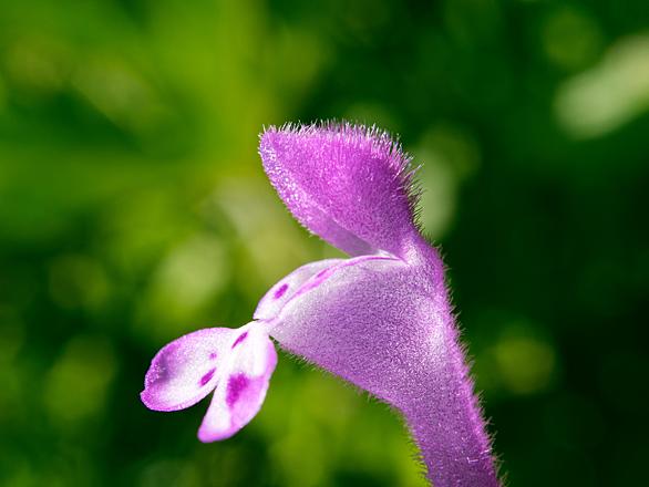 ホトケノザとは 動植物の人気 最新記事を集めました はてな