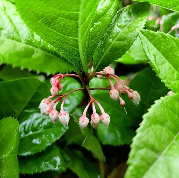 ヤブコウジとは 動植物の人気 最新記事を集めました はてな ヤブコウジとは 動植物の人気 最新記事を集めました はてな
