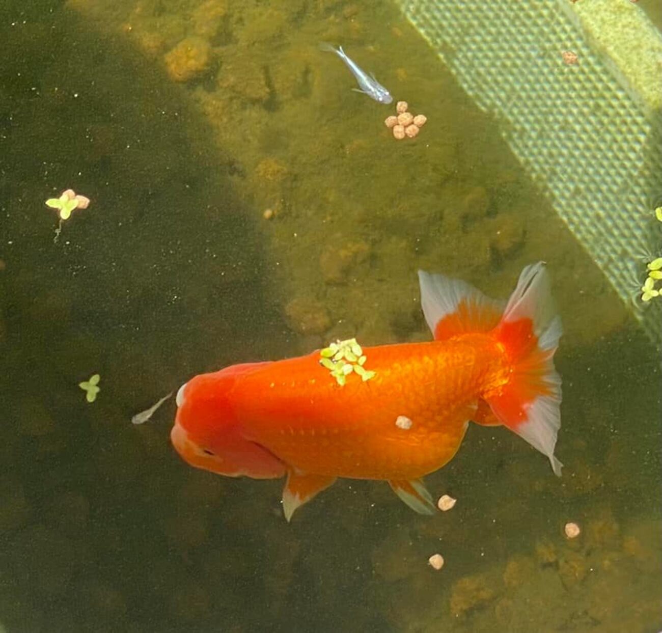 backend=imagemagick;version=1; 