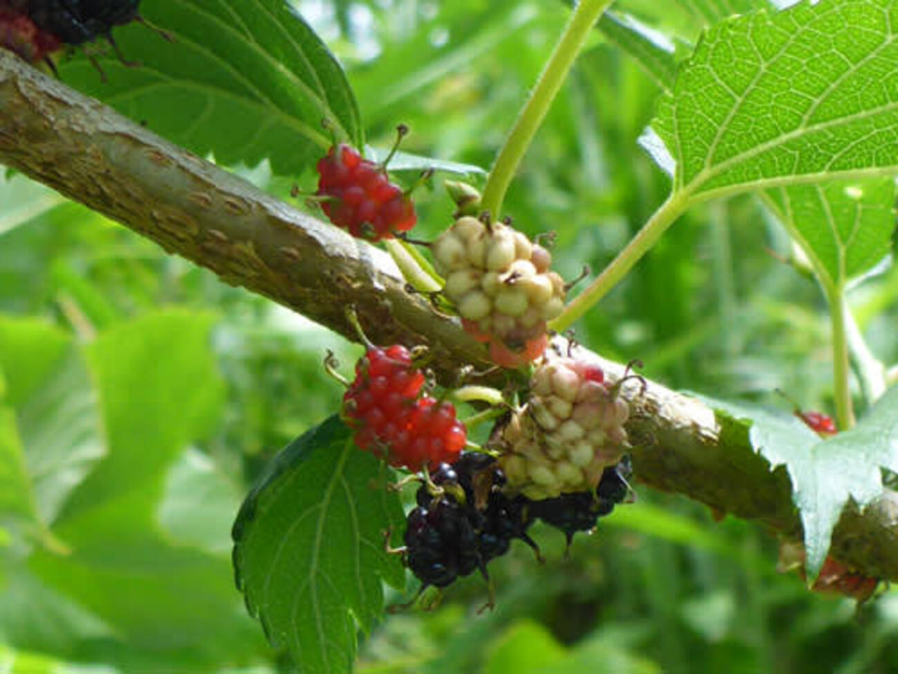 桑の実 - 川天使空間