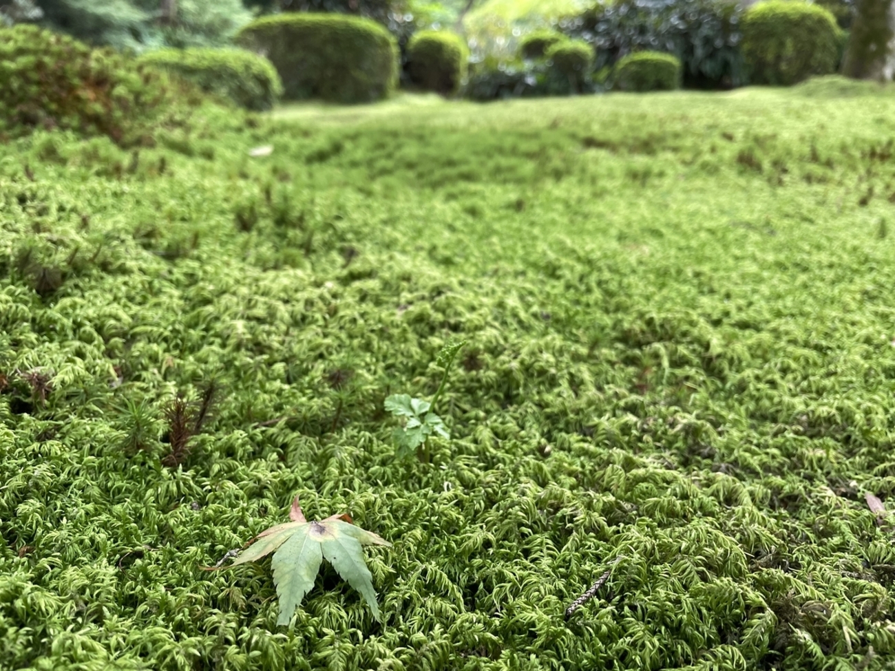 国宝の阿弥陀三尊は必見！＞美しき苔むすお寺・大原三千院におまいり 