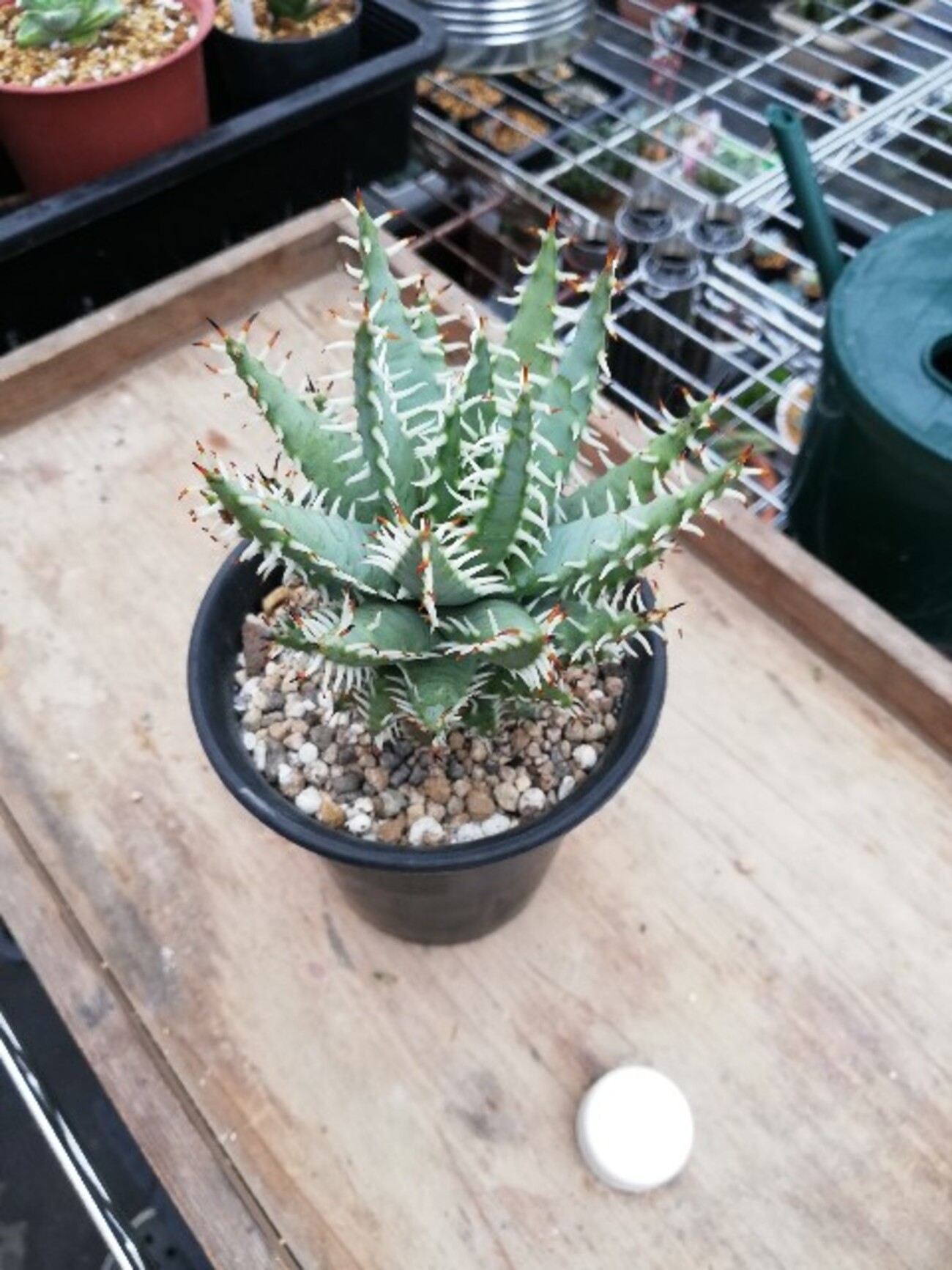 アロエのエリナケアを迎えて初の植替え！出てきた土と新たな事実に驚き