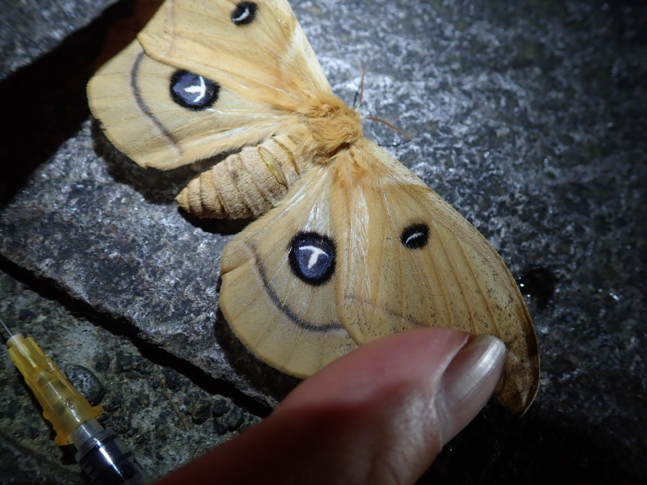 春に現れる黄色の大きな蛾の正体は？エゾヨツメは春の三大蛾で人気の