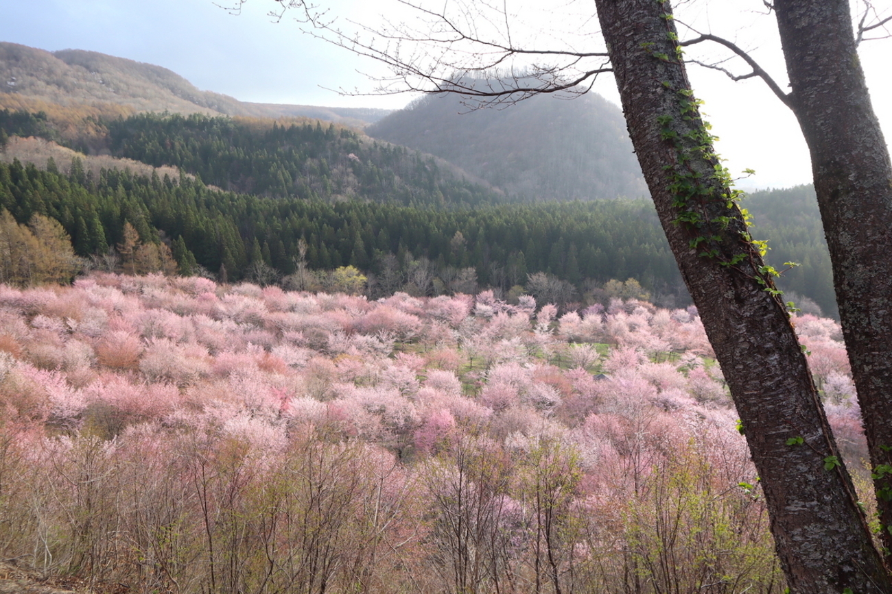 美麗! 峠の岪 へつり 福島県 高精細 プリント 写真 美麗! 峠の岪 へつり 福島県 高精細 プリント 写真