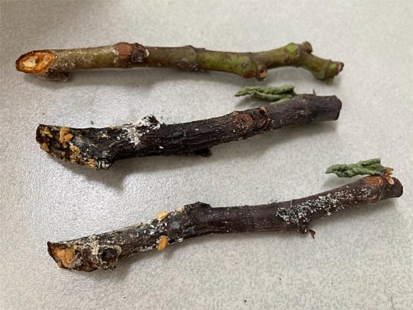 摘心とは 動植物の人気 最新記事を集めました はてな