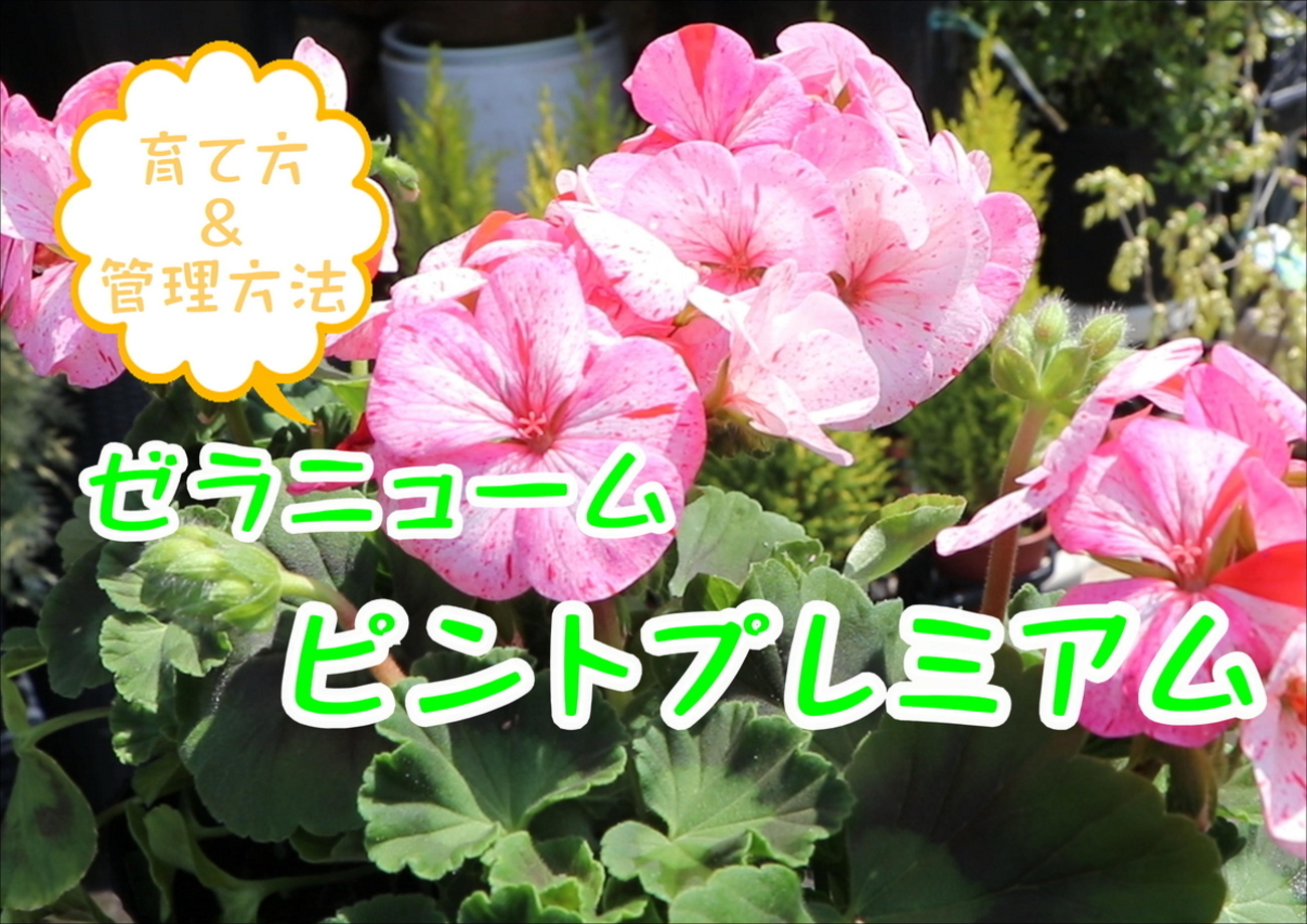 おすすめ植物～4月12日 育て方＆管理方法 ゼラニウム ピントプレミアム #ゼラニューム #園芸 - GP-Yamacho