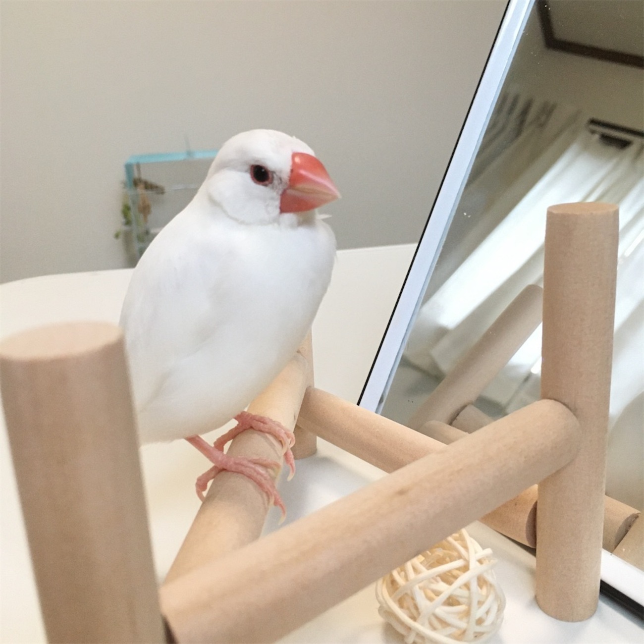 新しいものが苦手な文鳥さんが気に入ってくれた物 - VINTAGE'S KEY