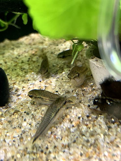 コリドラス ステルバイとは 動植物の人気 最新記事を集めました はてな