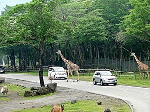 富士サファリパークとは 地理の人気 最新記事を集めました はてな 富士サファリパークとは 地理の人気 最新記事を集めました はてな