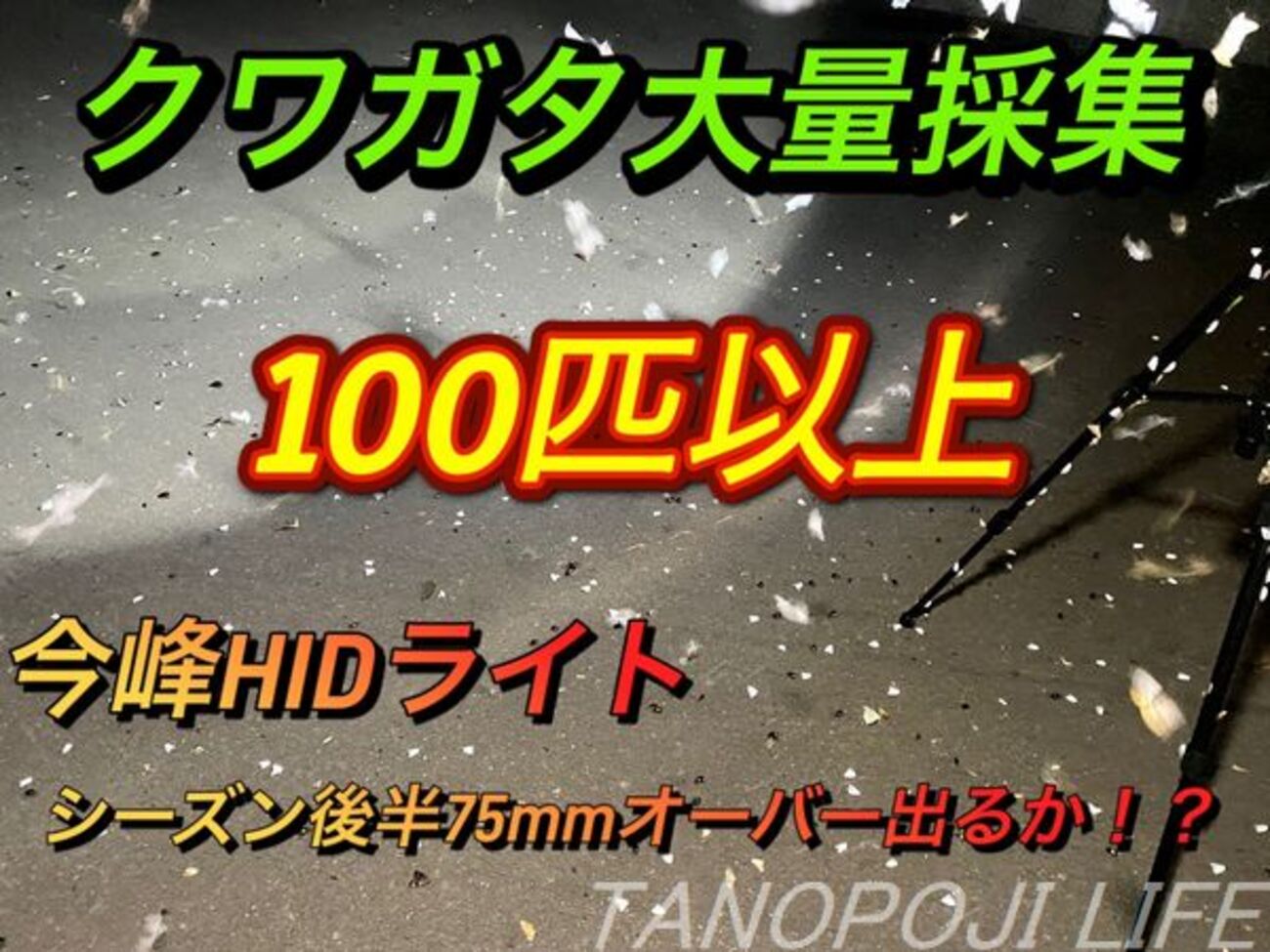 北海道】今峰ライトで大量採集！来るかミヤマ75mmオーバー