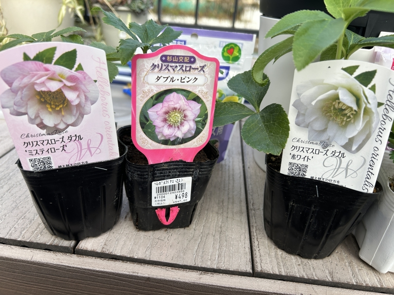 ガーデニング】【家庭菜園】クリスマスローズを植え替えました - サイ