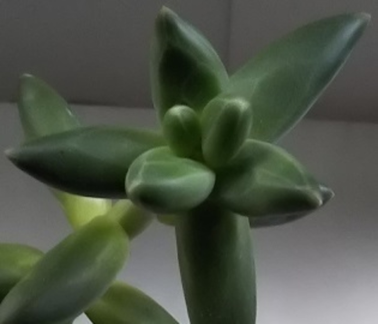 多肉植物^o^  コンパクツム　小苗 backend=imagemagick;version=1;
