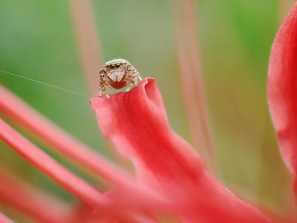 ハエトリグモとは 動植物の人気 最新記事を集めました はてな