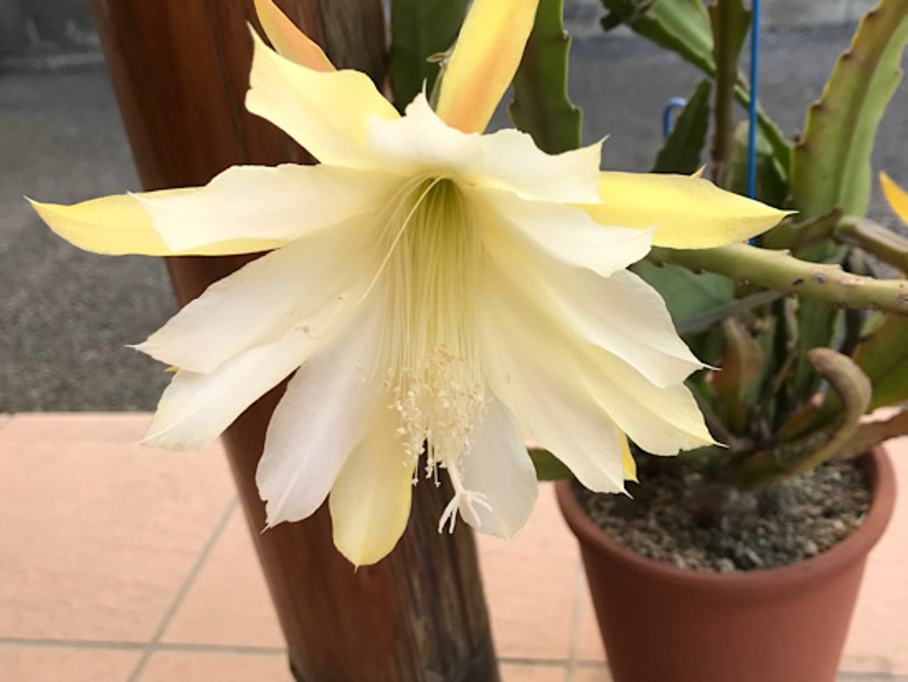 黄色い花の孔雀サボテン・新山吹。花が咲いた2023年の記録。 - ずん 