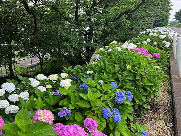相模川とは 地理の人気 最新記事を集めました はてな