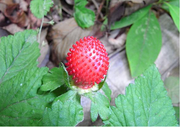 ヤブヘビイチゴとは 動植物の人気 最新記事を集めました はてな ヤブヘビイチゴとは 動植物の人気 最新記事を集めました はてな
