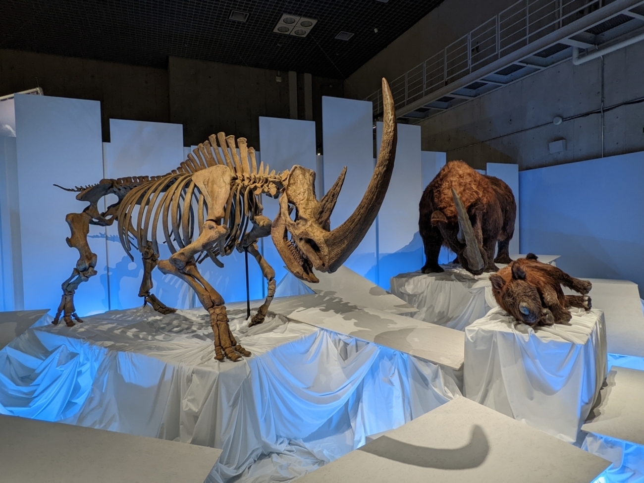 古生物イベント紹介】化石ハンター展～ゴビ砂漠の恐竜とヒマラヤの超 