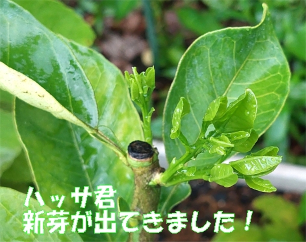 土変えて動き出したハッサ君🍊・・琉金水槽1か月キレイな水継続中・・・🐟最近の鮒ずしはオシャレなパッケージ - いげのやま美化クラブ(kyoto　Japan）