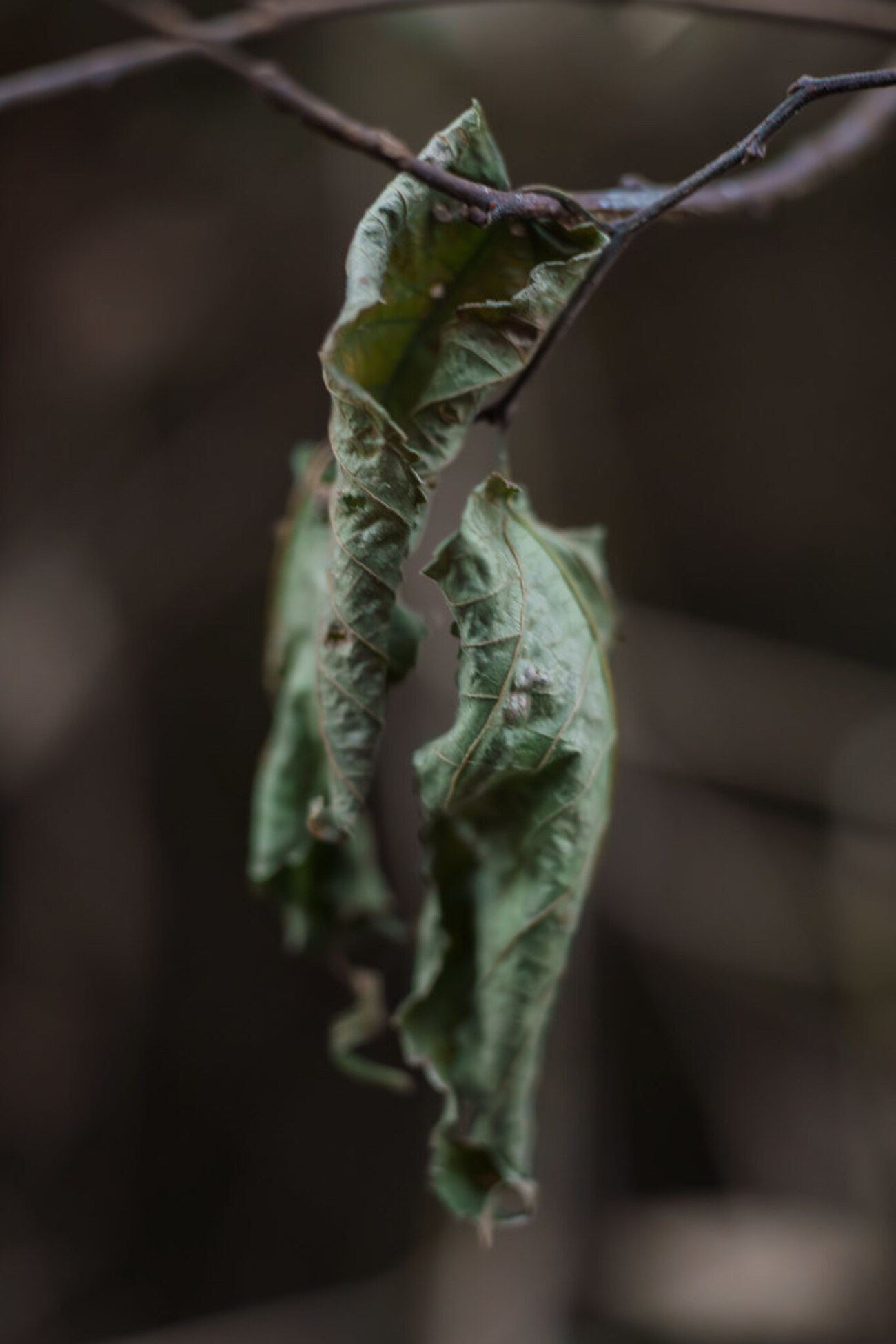 マクロで朝さんぽ「Macro-Planar 60mm 2.8 AEJ」前編 - 面倒くさがり屋のfotologue
