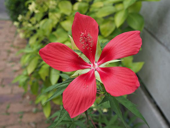 モミジアオイとは 動植物の人気 最新記事を集めました はてな