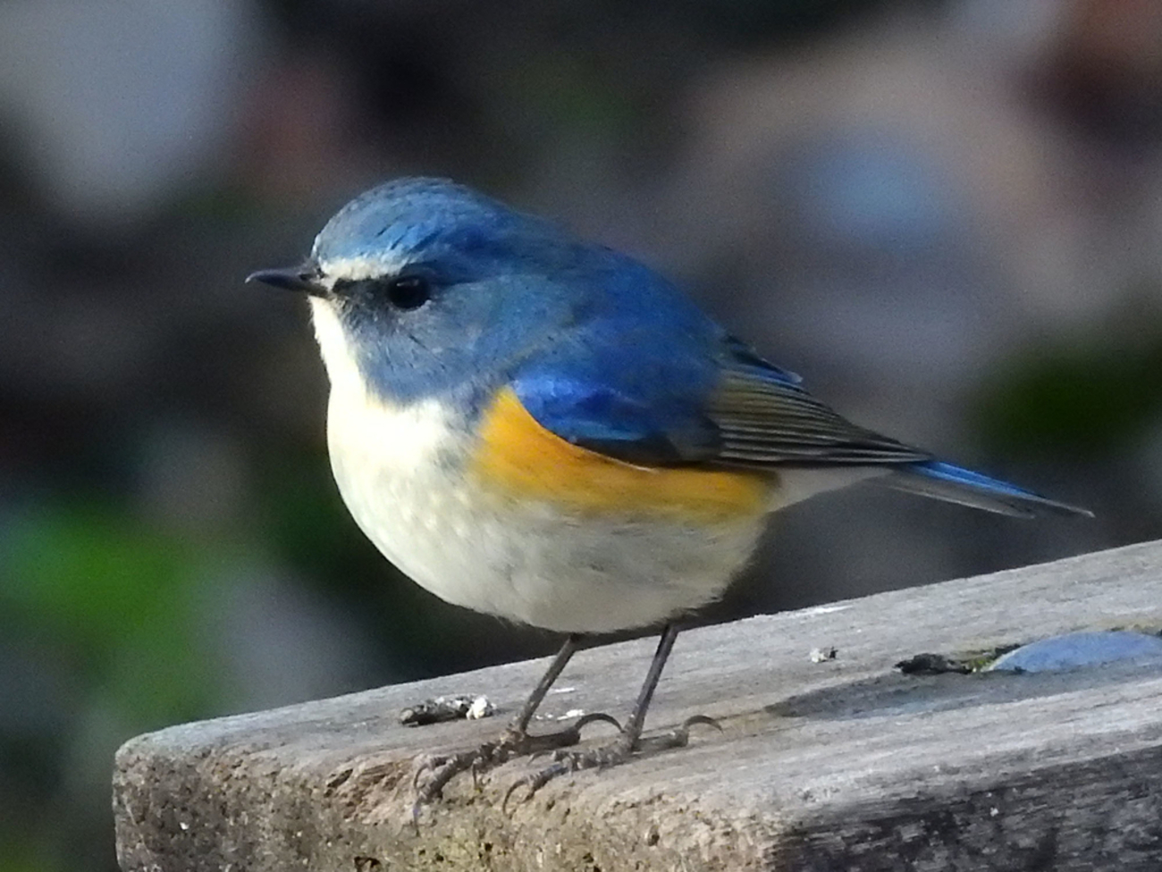 ルリビタキは幸せの青い鳥？冬に見られる瑠璃三鳥 - ネイチャー 