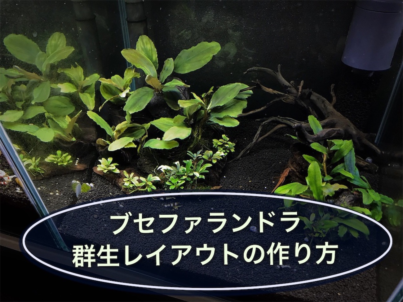 ブセファランドラ群生レイアウト！カプアスフル＆クアラクアヤン1 - た 