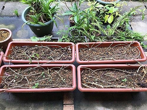 オオゴマダラとは 動植物の人気 最新記事を集めました はてな オオゴマダラとは 動植物の人気 最新記事を集めました はてな