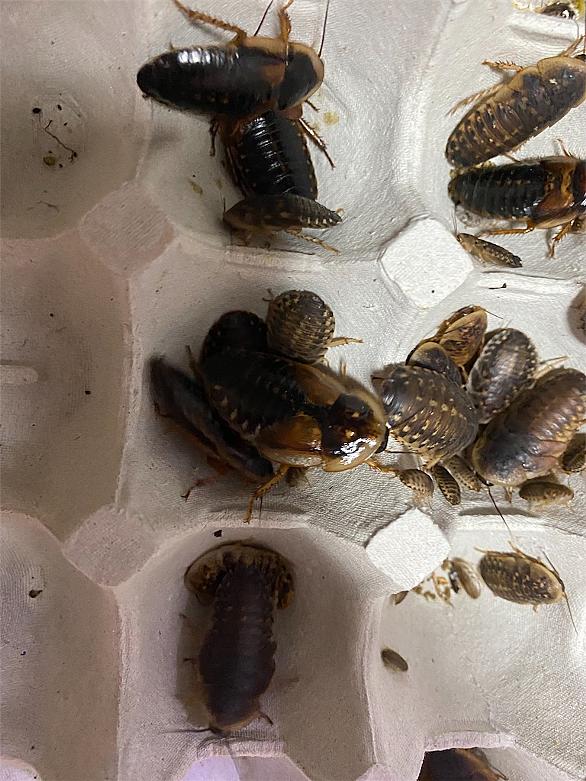 最速 デュビア 繁殖 最速 デュビア 繁殖