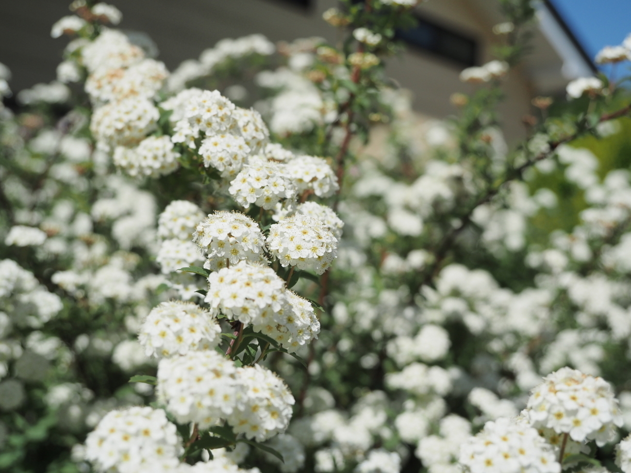 backend=imagemagick;version=1;