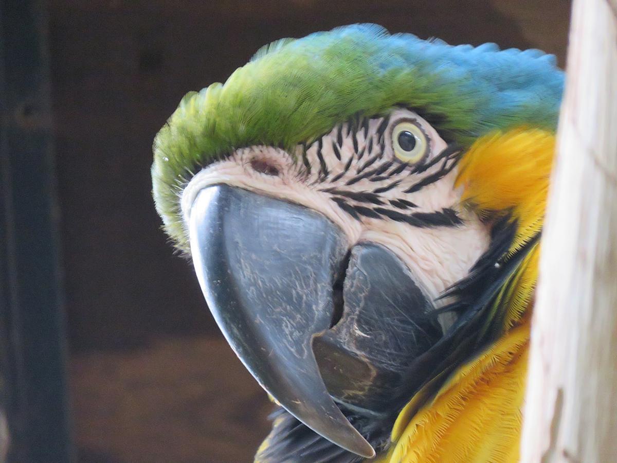 ブラジルの風 De レアルブログ