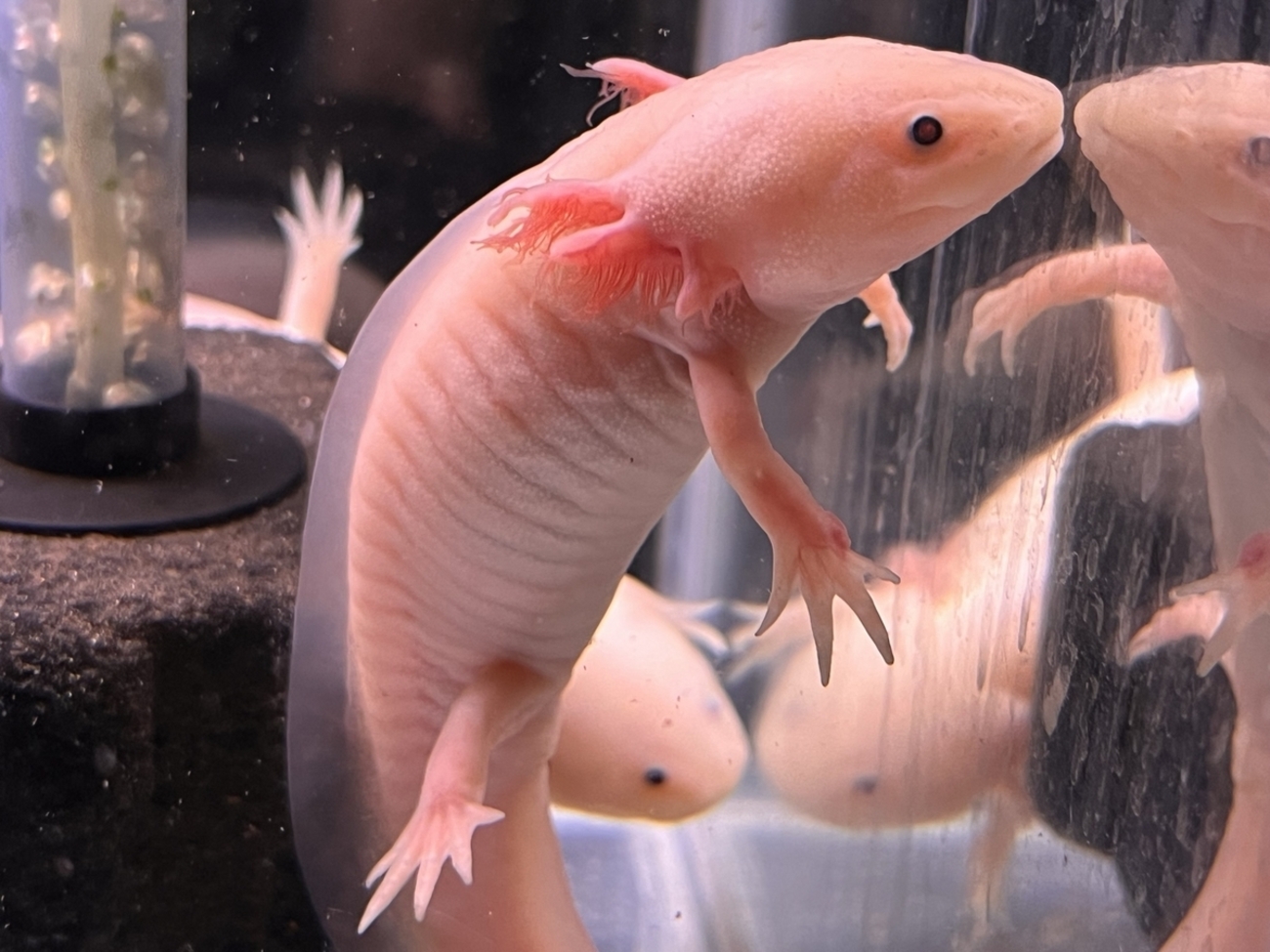 ワイルドタイプのウーパールーパーとは？ - ザリガニ 