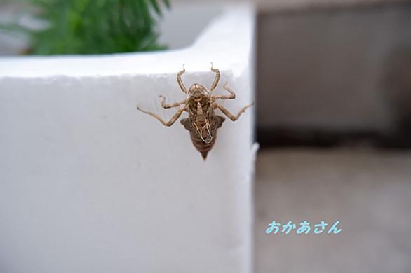 ヤゴとは 動植物の人気 最新記事を集めました はてな ヤゴとは 動植物の人気 最新記事を集めました はてな