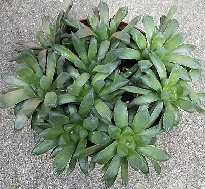 花芽とは 動植物の人気 最新記事を集めました はてな 花芽とは 動植物の人気 最新記事を集めました はてな