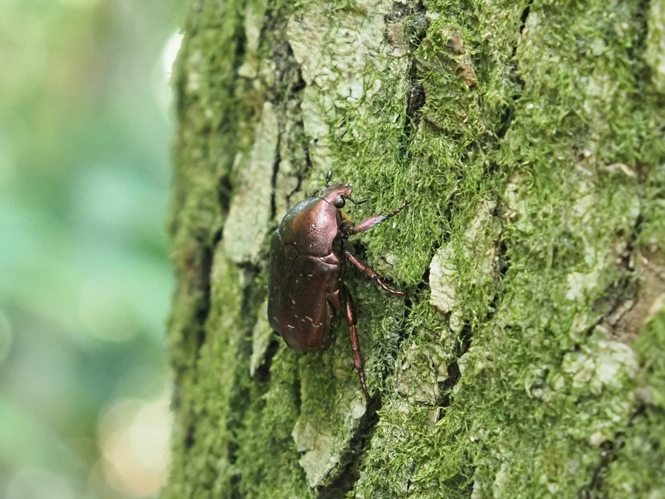 紫色をしたカナブンは珍しい？絶滅危惧種のムラサキツヤ