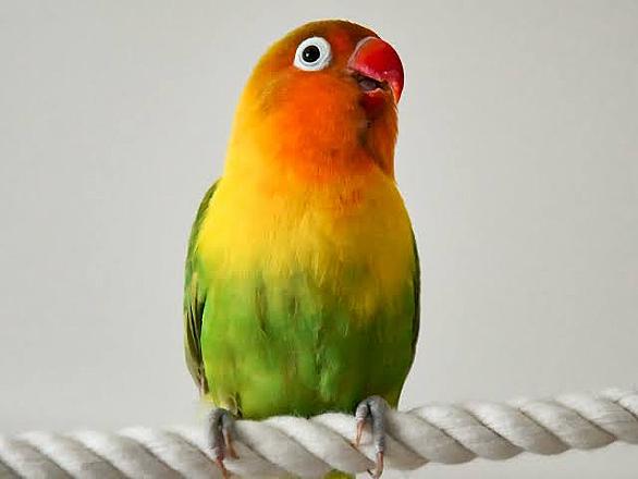 ボタンインコとは 動植物の人気 最新記事を集めました はてな ボタンインコとは 動植物の人気 最新記事を集めました はてな