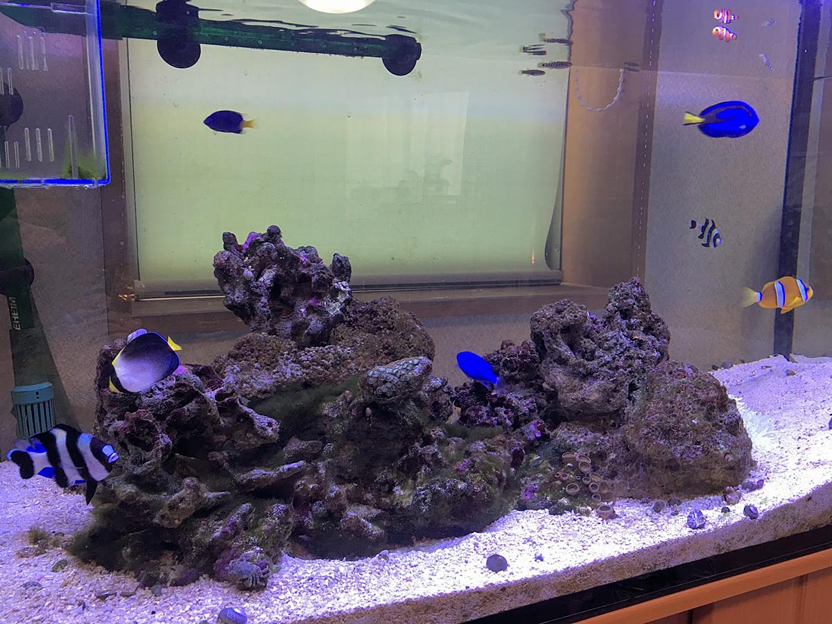 デバスズメ カテゴリーの記事一覧 海水魚日記 磯で採取した仲間たち