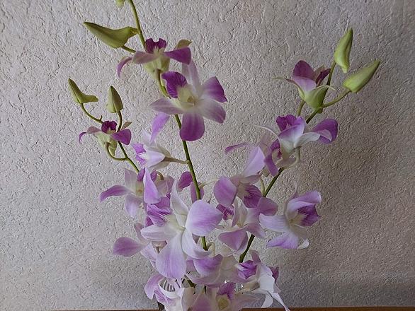 デンファレとは 動植物の人気 最新記事を集めました はてな