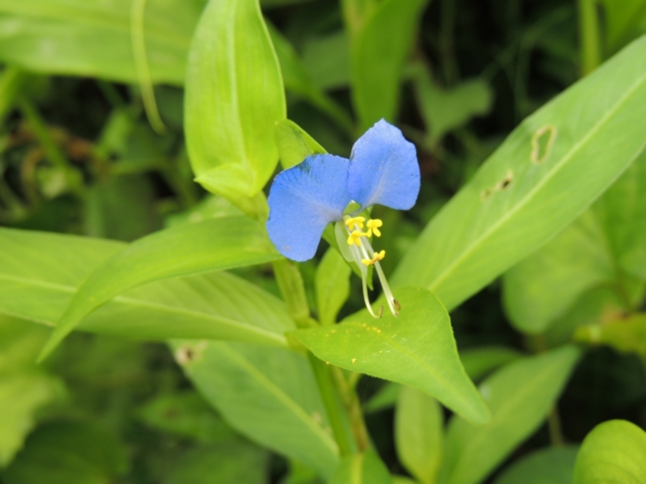 2021年1月15日のおはよう！ - ジャパ太郎のブログ