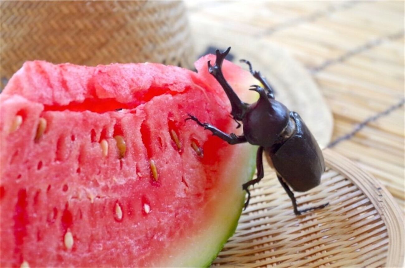 カブトムシ スイカ 下痢