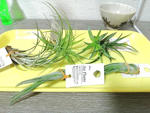 エアプランツとは 動植物の人気 最新記事を集めました はてな エアプランツとは 動植物の人気 最新記事を集めました はてな