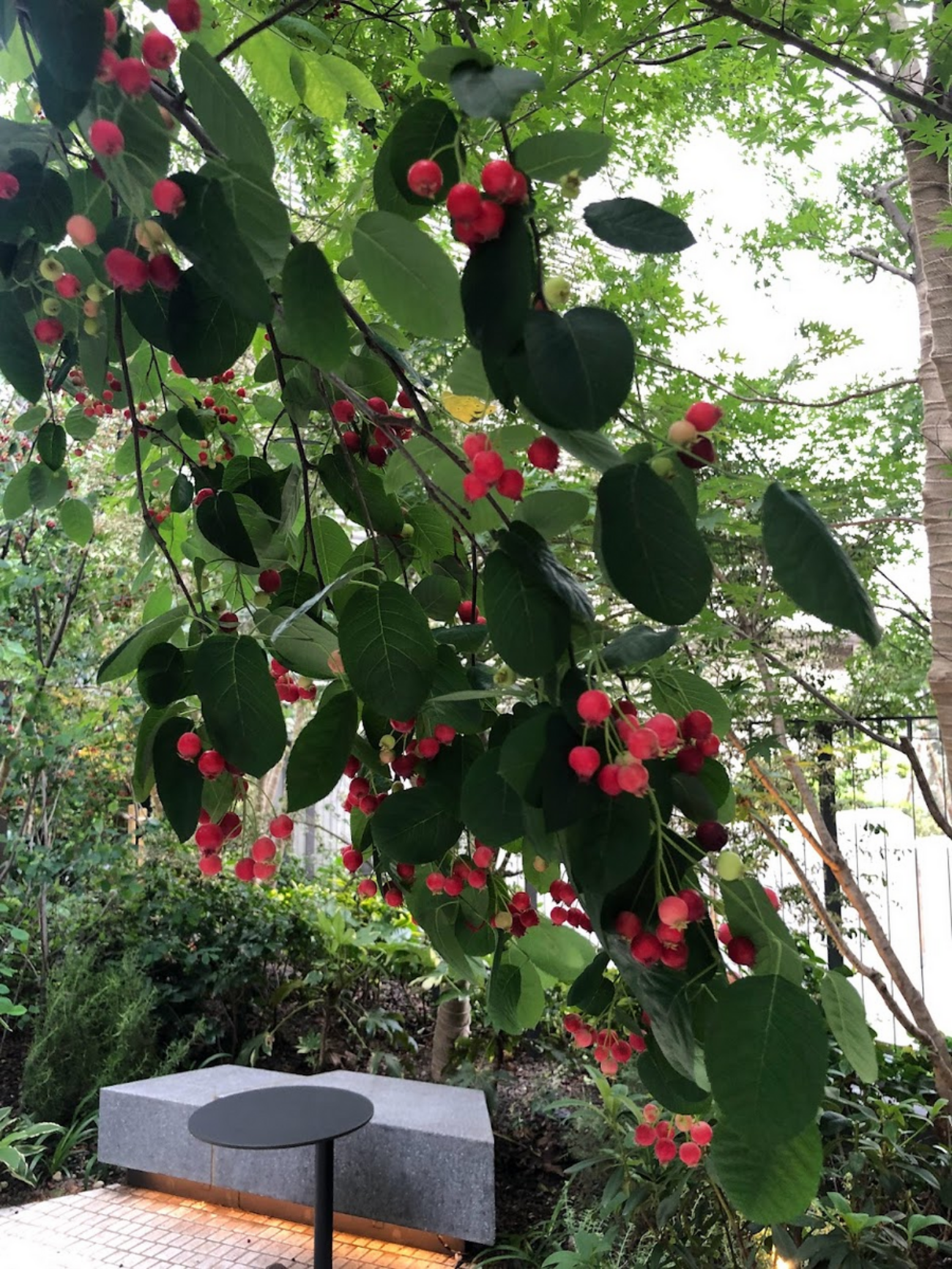 ジューンベリーと思ったけれど - Botanic Lovers